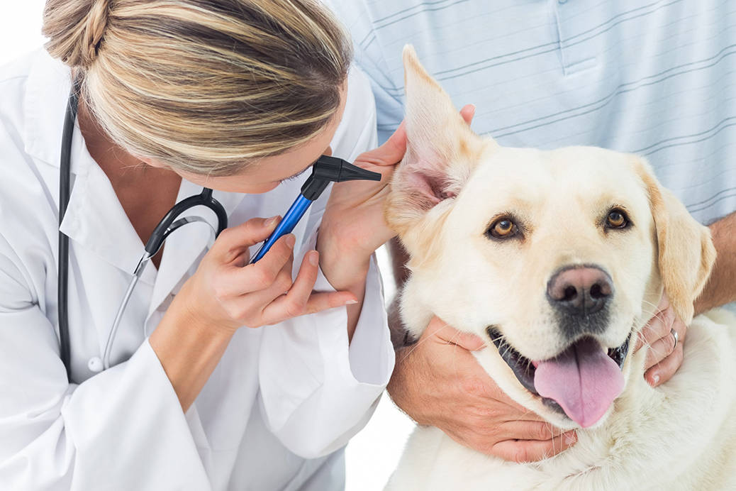 Seven of the Most Important Vet Clinic Equipment - Ypsichamber